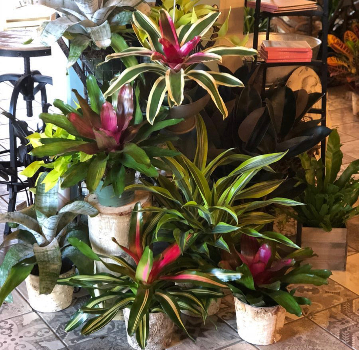 Seasonal Plant Selections