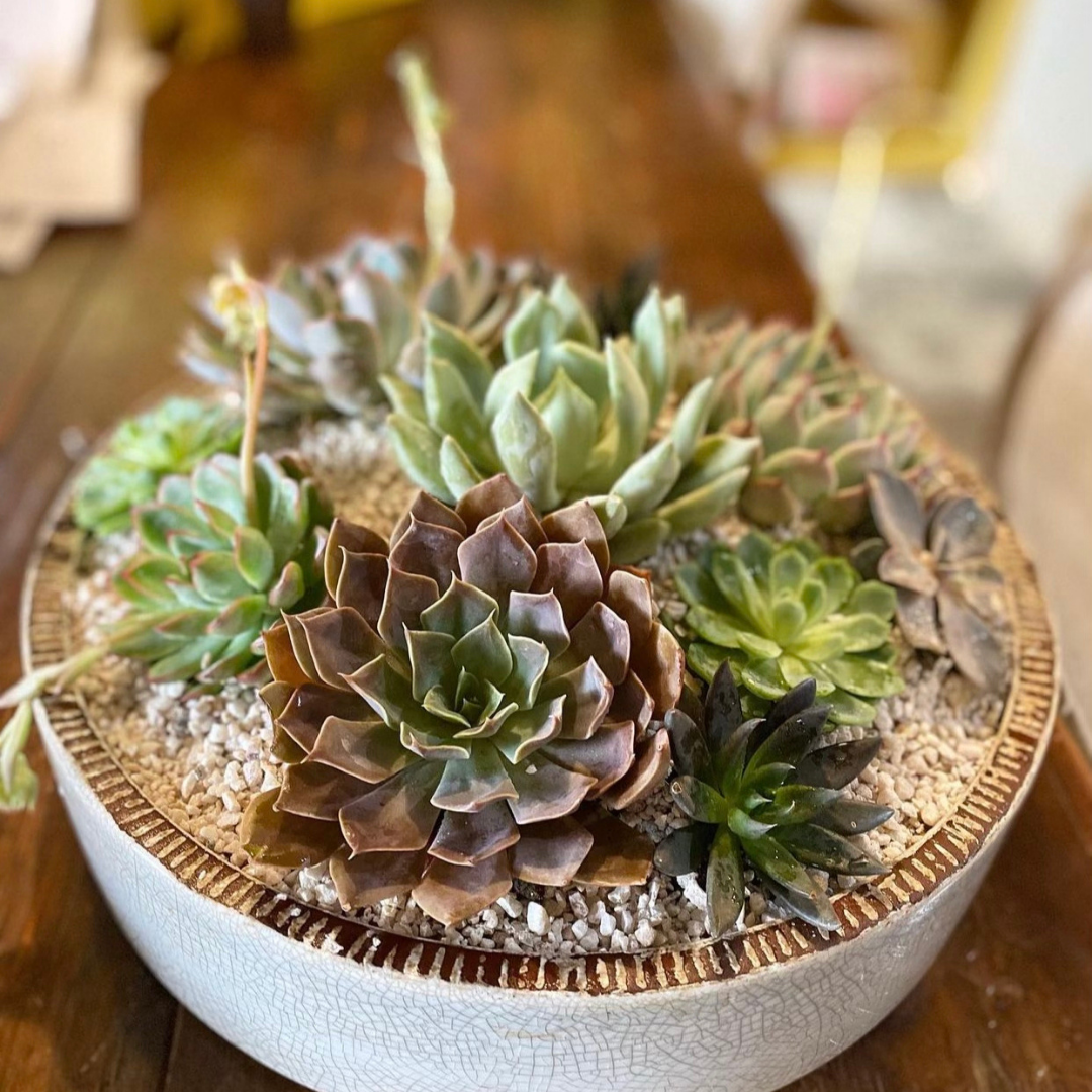 Succulent Gardens